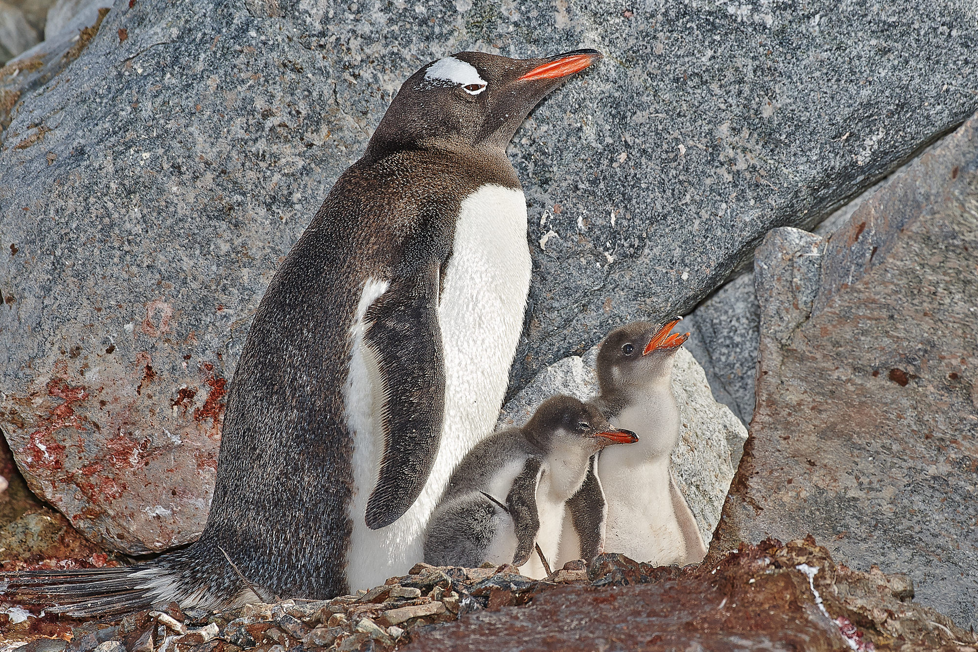 Eselspinguin mit Küken